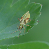 dryophilocoris_flavoquadrimaculatus-juv1md