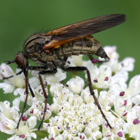 empis_tessellata5md (Empis tessellata)