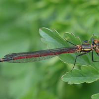 pyrrhosoma_nymphula8md (Pyrrhosoma nymphula)
