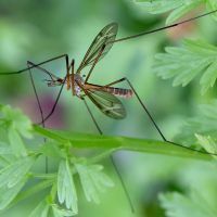 tipula_vernalis2md