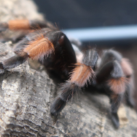 Brachypelma emilia (Mygale, Emilia)