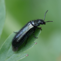 dasytes_caeruleus2md (Dasytes caeruleus)