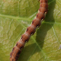 erannis_defoliaria_ch8md (Erannis defoliaria)