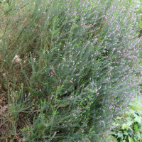 erica_erigena1md