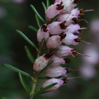 Erica erigena (Bruyère occidentale, Bruyère de l'Ouest)