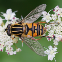 helophilus_pendulus7md