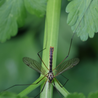 nephrotoma_appendiculata2md (Nephrotoma appendiculata)