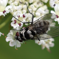anthomyia_procellaris3md (Anthomyia procellaris)