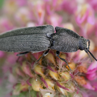 cidnopus_pilosus2md