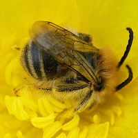 eucera_sp3md