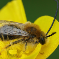 eucera_sp4md