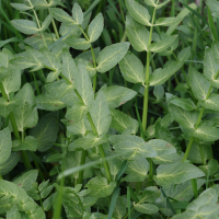 helosciadium_nodiflorum9md (Helosciadium nodiflorum)
