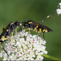 macrophya_montana4md