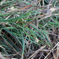 Carex hirta (Laîche hérissée)