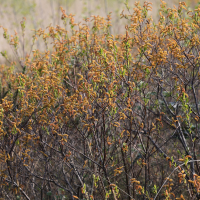 myrica_gale4md (Myrica gale)