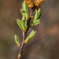 myrica_gale5md (Myrica gale)