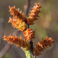 myrica_gale6md (Myrica gale)