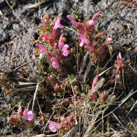 Pedicularis sylvatica (Pédiculaire des bois)