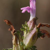 pedicularis_sylvatica3md