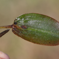 potamogeton_natans5md (Potamogeton natans)