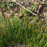 trichophorum_cespitosum1md