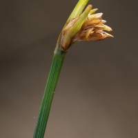 trichophorum_cespitosum2md
