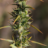 ulex_minor2md