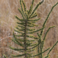 ulex_minor7md