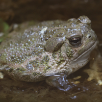 Anaxyrus cognatus (Crapaud des steppes)