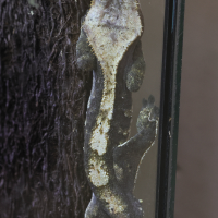 correlophus_ciliatus4md