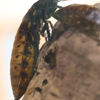 gromphadorhina_portentosa3md (Gromphadorhina portentosa)