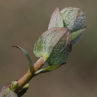 hypericum_elodes8md