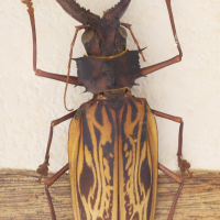 Macrodontia cervicornis (Macrodontia)