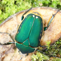 mecynorrhina_torquata4md