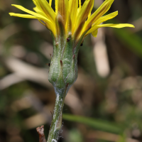 scorzonera_humilis4md (Scorzonera humilis)