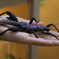 Eurycantha calcarata (Phasme)