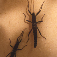 peruphasma_schultei4md (Peruphasma schultei)