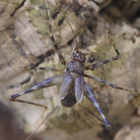phaeophilacris_bredoides4md