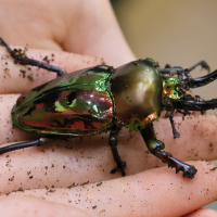 Phalacrognathus muelleri (Lucane arc-en-ciel)