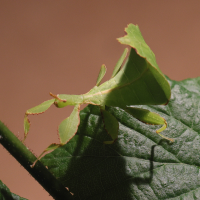 Phylliidae phillipinicum (Phyllie des Philippines)