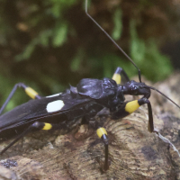 Platymeris biguttatus (Réduve à deux points)