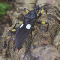 platymeris_biguttatus2md