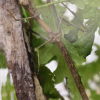 pseudoproscopia_scabra2md