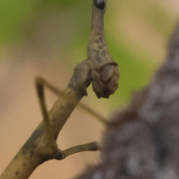 pseudoproscopia_scabra3md