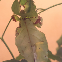pulchriphyllium_giganteum1md