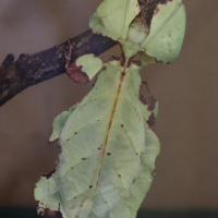 Phyllium giganteum (Phyllie géante)