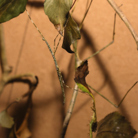 Ramulus sp. (Phasme)