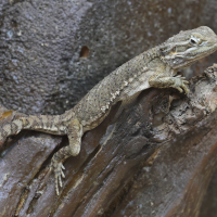pogona_henrylawsoni1md (Pogona henrylawsoni)