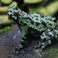 Theloderma corticale (Grenouille lichen, Grenouille mousse)