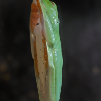 agalychnis_callidryas2md (Agalychnis callidryas)